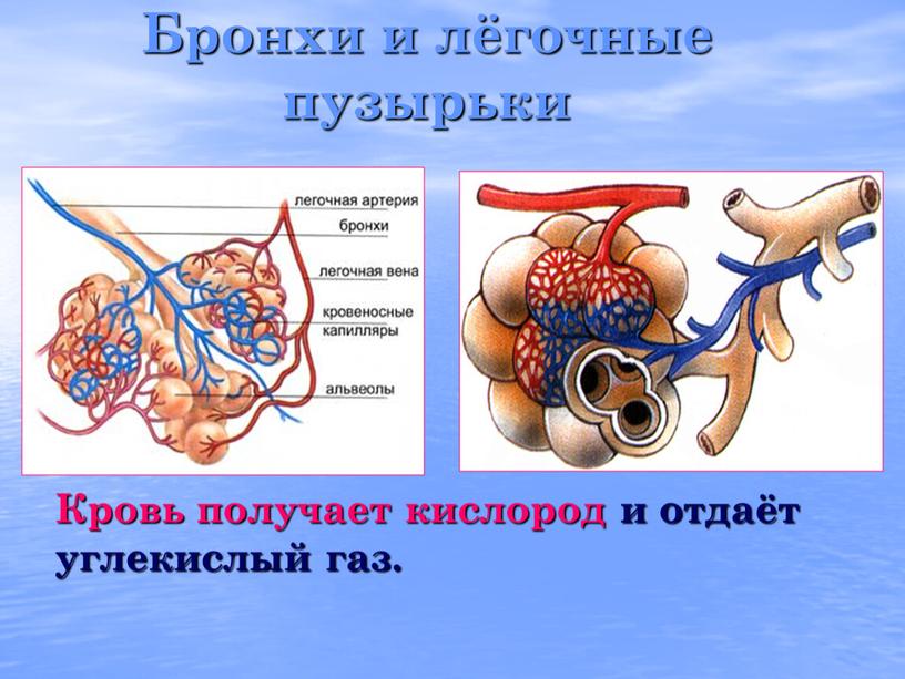 Бронхи и лёгочные пузырьки Кровь получает кислород и отдаёт углекислый газ