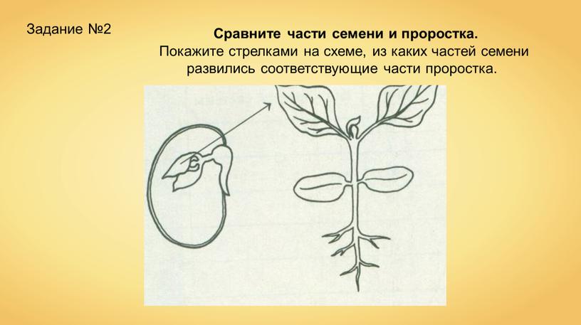 Сравните части семени и проростка