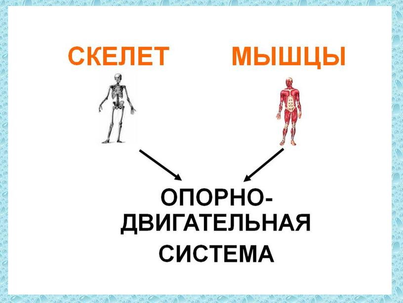 Презентация ЗОЖ