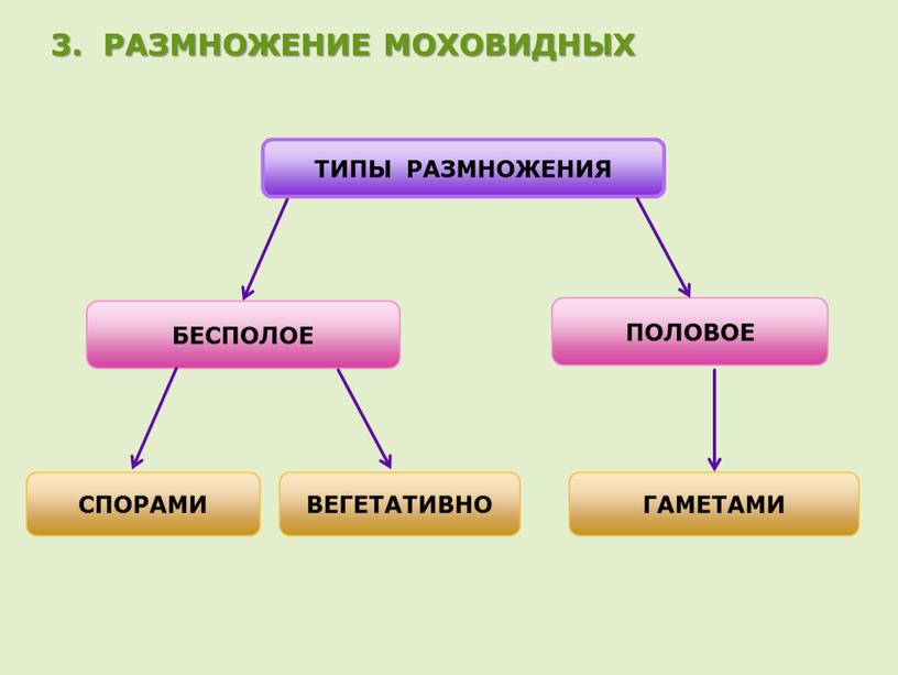 РАЗМНОЖЕНИЕ МОХОВИДНЫХ ТИПЫ РАЗМНОЖЕНИЯ