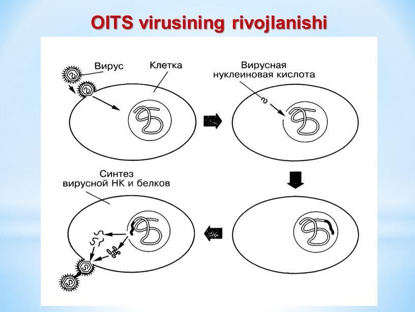 OITS virusining rivojlanishi