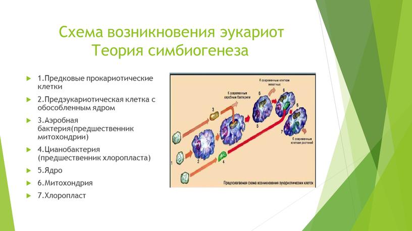 Схема возникновения эукариот