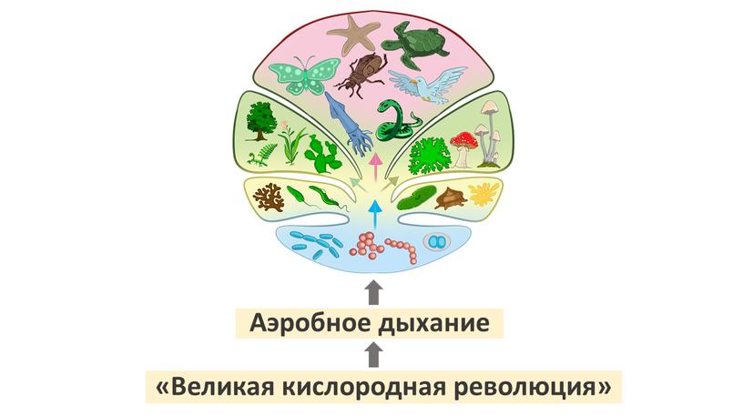 Великая кислородная революция»