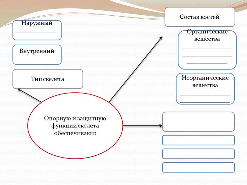 Опорную и защитную функции скелета обеспечивают: