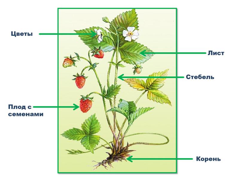 Стебель Лист Корень Плод с семенами