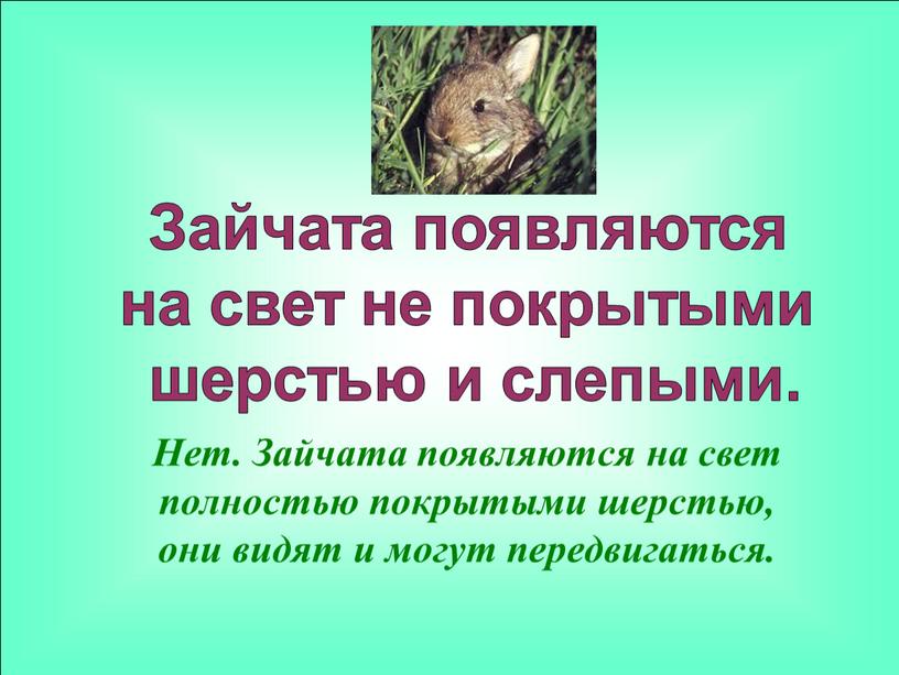 Нет. Зайчата появляются на свет полностью покрытыми шерстью, они видят и могут передвигаться