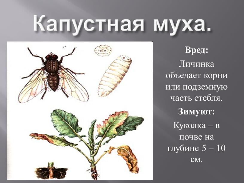 Капустная муха. Вред: Личинка объедает корни или подземную часть стебля