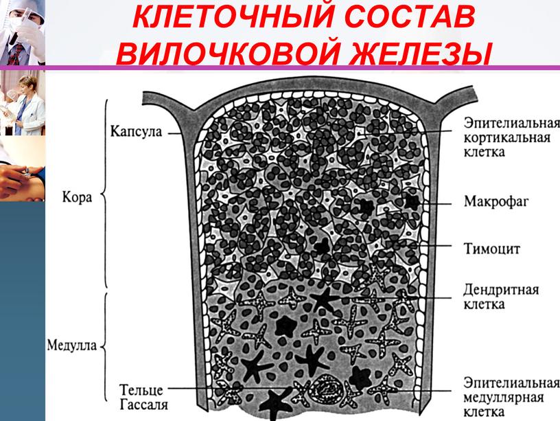 КЛЕТОЧНЫЙ СОСТАВ ВИЛОЧКОВОЙ ЖЕЛЕЗЫ