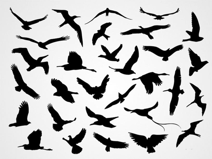 Презентация к уроку изобразительного искусства в 3 классе по теме «Полет птиц»