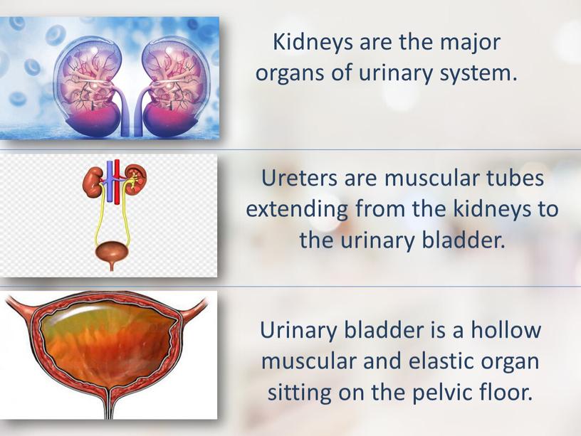 Kidneys are the major organs of urinary system