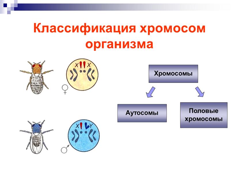 Классификация хромосом организма