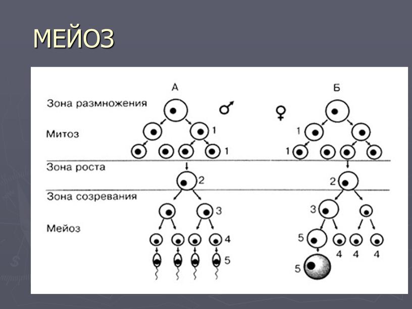 МЕЙОЗ