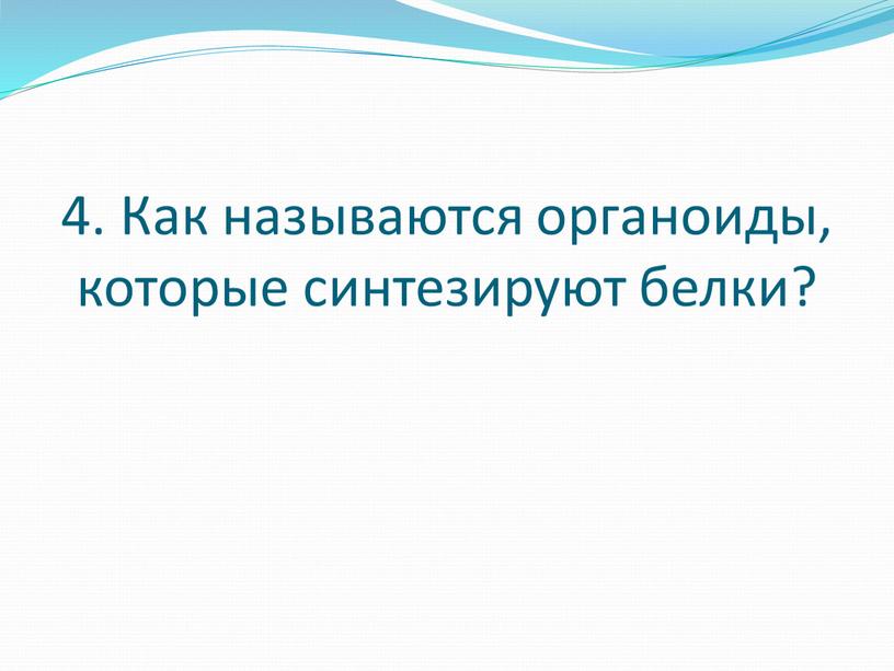 Как называются органоиды, которые синтезируют белки?