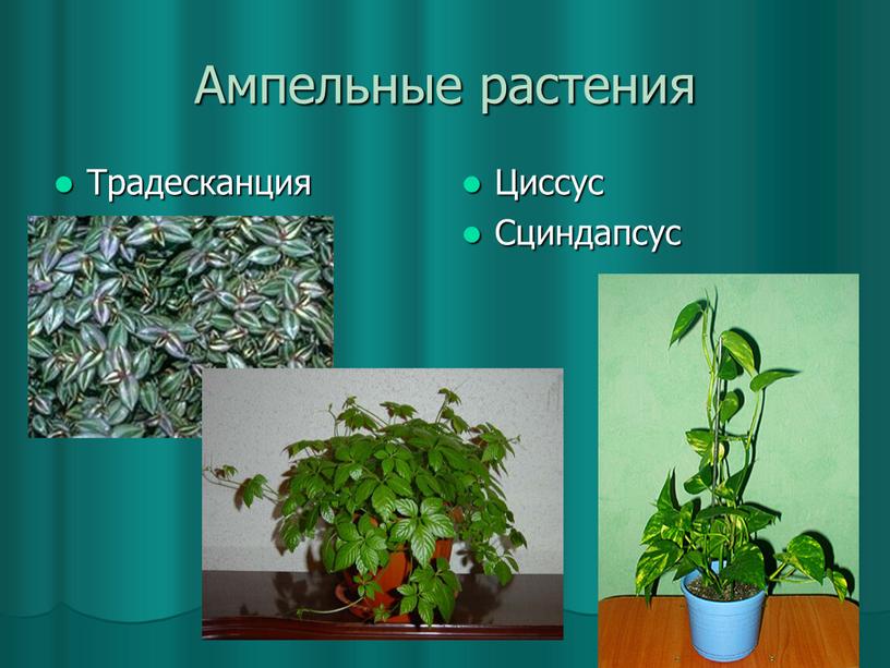 Ампельные растения Традесканция