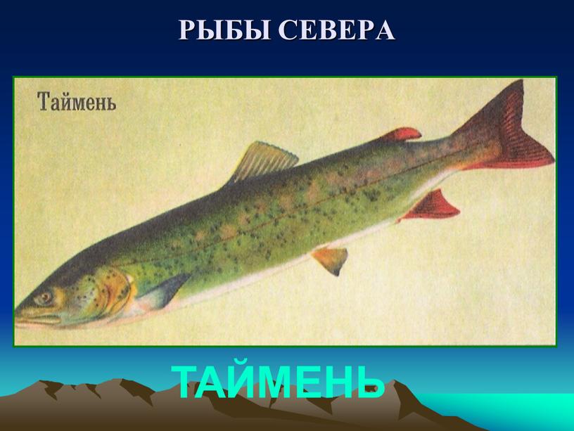 РЫБЫ СЕВЕРА ТАЙМЕНЬ