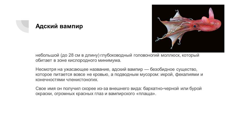 Адский вампир небольшой (до 28 см в длину) глубоководный головоногий моллюск, который обитает в зоне кислородного минимума