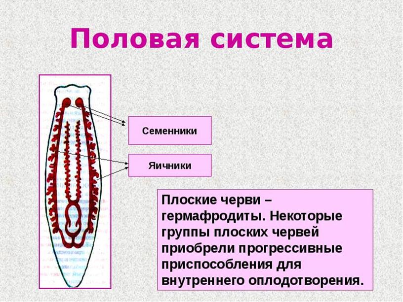 Половая система: плоские черви — гермафродиты