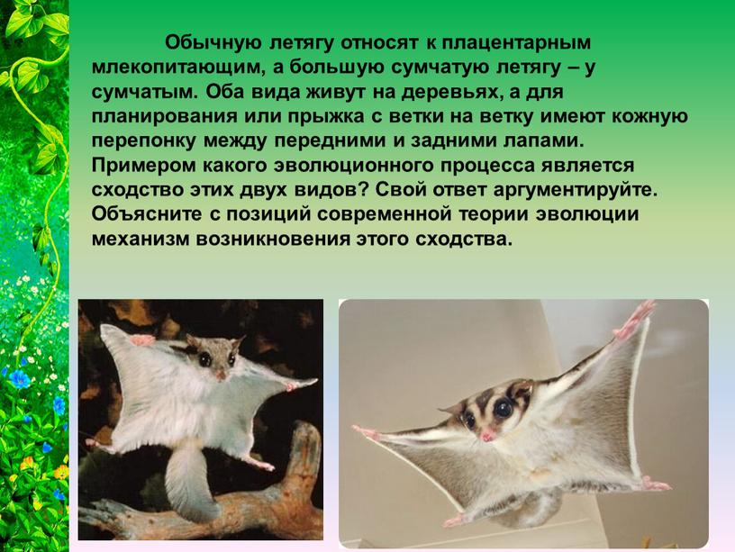 Обычную летягу относят к плацентарным млекопитающим, а большую сумчатую летягу – у сумчатым