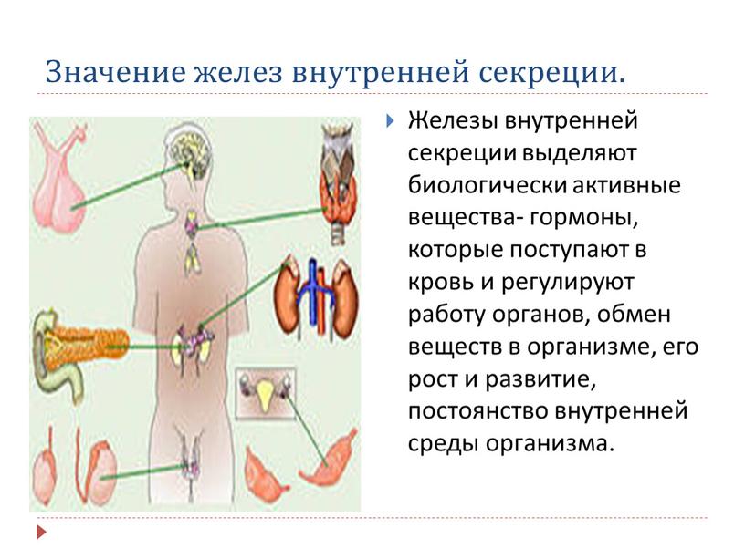 Значение желез внутренней секреции