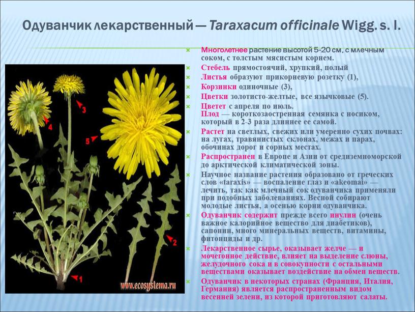 Одуванчик лекарственный — Taraxacum officinale