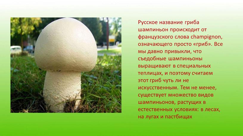 Русское название гриба шампиньон происходит от французского слова champignon, означающего просто «гриб»