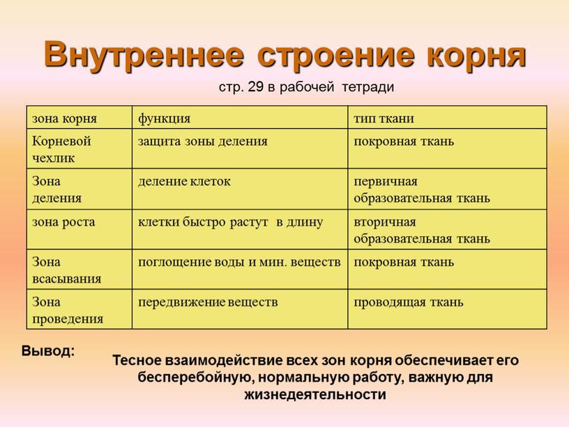 Корневой чехлик защита зоны деления покровная ткань