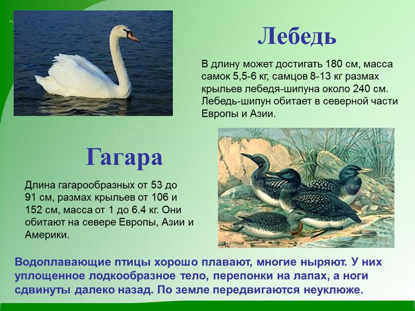 Лебедь В длину может достигать 180 см, масса самок 5,5-6 кг, самцов 8-13 кг размах крыльев лебедя-шипуна около 240 см