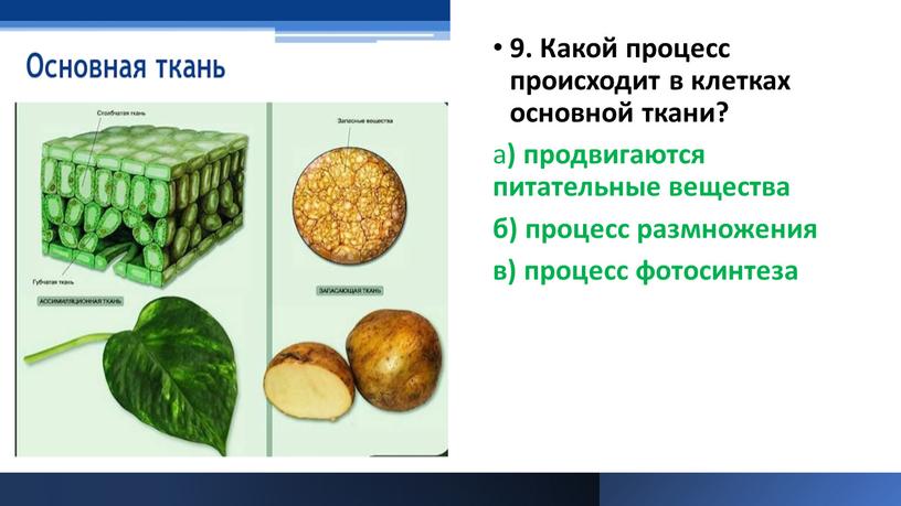 Какой процесс происходит в клетках основной ткани? а ) продвигаются питательные вещества б) процесс размножения в) процесс фотосинтеза