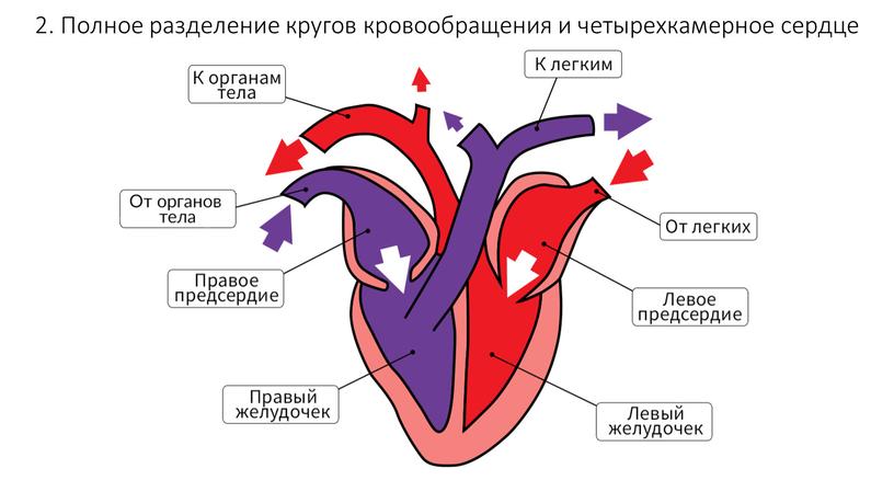 Полное разделение кругов кровообращения и четырехкамерное сердце