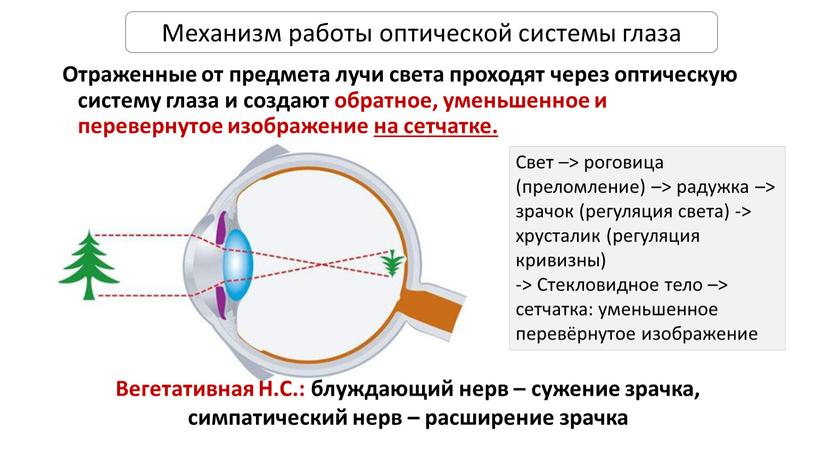 Отраженные от предмета лучи света проходят через оптическую систему глаза и создают обратное, уменьшенное и перевернутое изображение на сетчатке