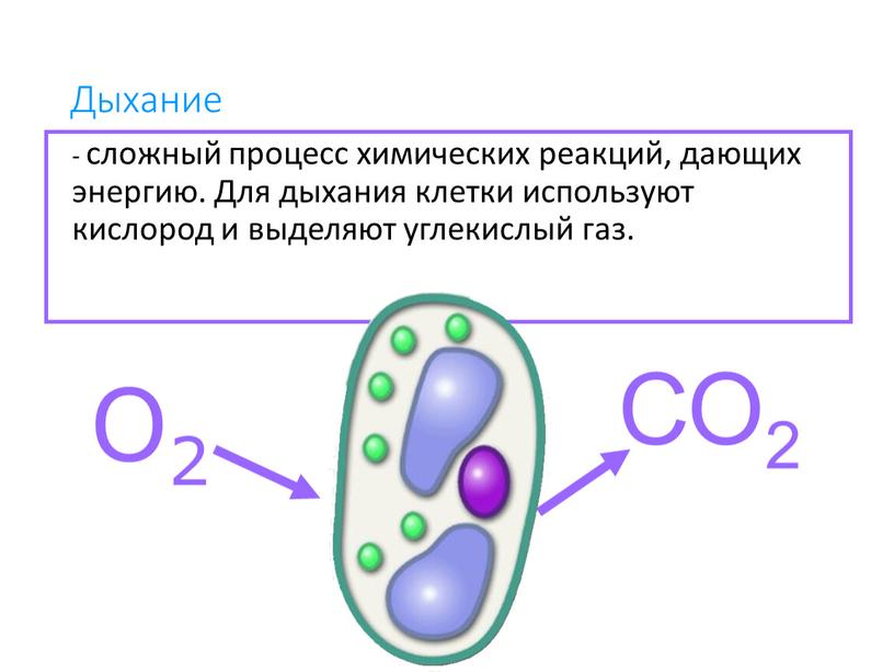 Дыхание - сложный процесс химических реакций, дающих энергию