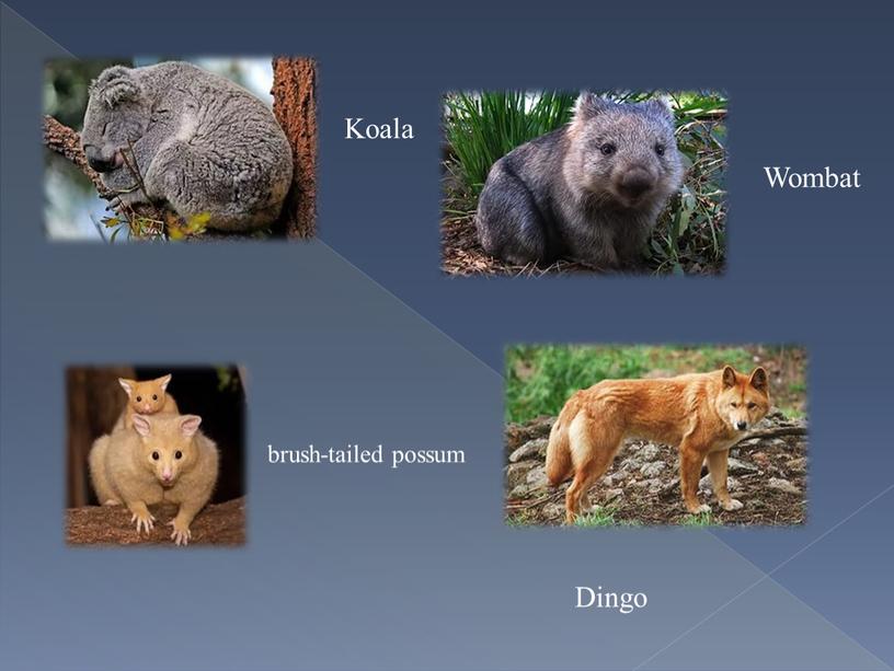 Koala brush-tailed possum Wombat