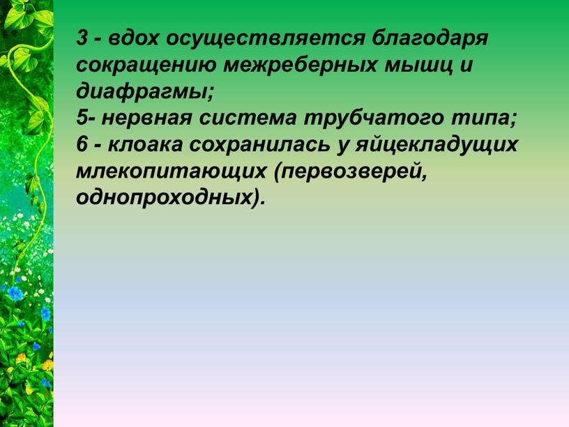 3 - вдох осуществляется благодаря сокращению межреберных мышц и диафрагмы; 5- нервная система трубчатого типа; 6 - клоака сохранилась у яйцекладущих млекопитающих (первозверей, однопроходных).