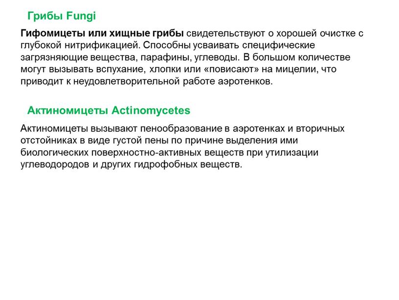 Грибы Fungi Актиномицеты Actinomycetes