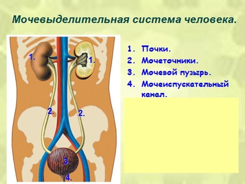 Органы выделения