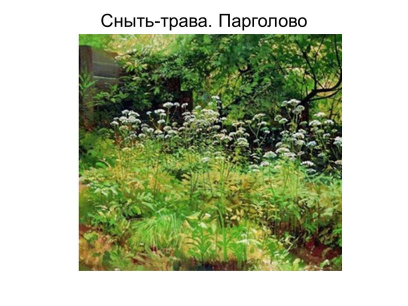 Сныть-трава. Парголово