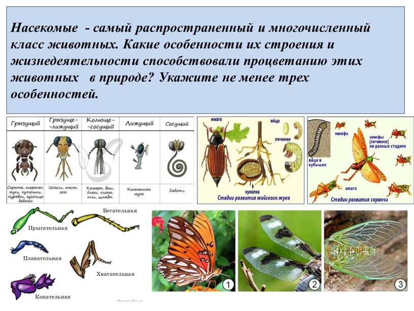 Насекомые - самый распространенный и многочисленный класс животных