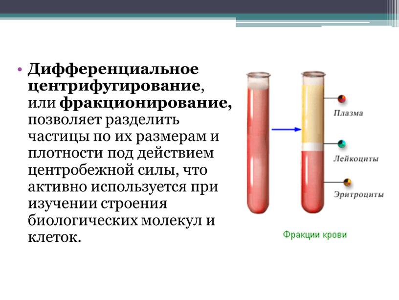 Дифференциальное центрифугирование , или фракционирование, позволяет разделить частицы по их размерам и плотности под действием центробежной силы, что активно используется при изучении строения биологических молекул…