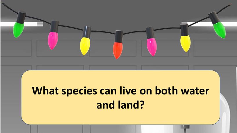 What species can live on both water and land?