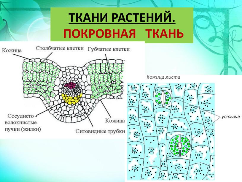 ТКАНИ РАСТЕНИЙ. ПОКРОВНАЯ ТКАНЬ