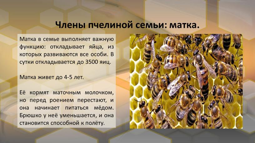 Члены пчелиной семьи: матка. Матка в семье выполняет важную функцию: откладывает яйца, из которых развиваются все особи