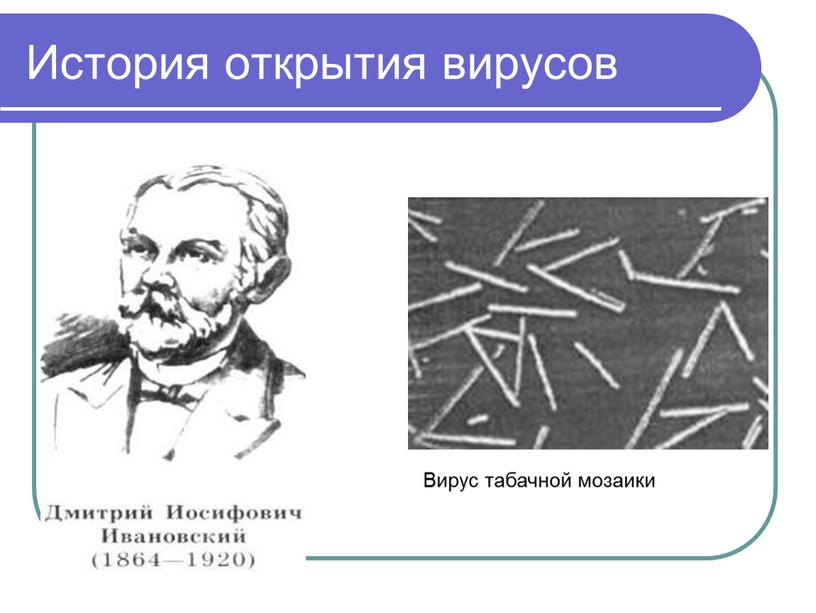 История открытия вирусов Вирус табачной мозаики