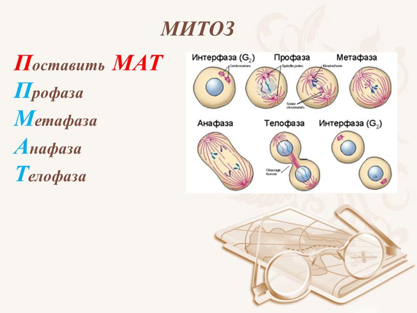 Поставить МАТ Профаза Метафаза