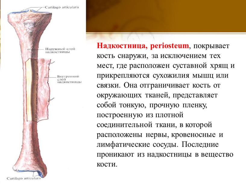 Надкостница, periosteum , покрывает кость снаружи, за исключением тех мест, где расположен суставной хрящ и прикрепляются сухожилия мышц или связки