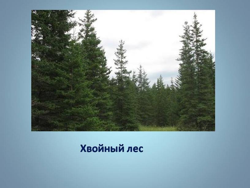 Презентация  "Лес в опасности"