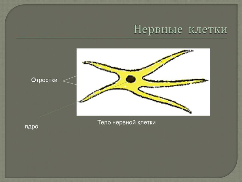 Отростки Тело нервной клетки ядро