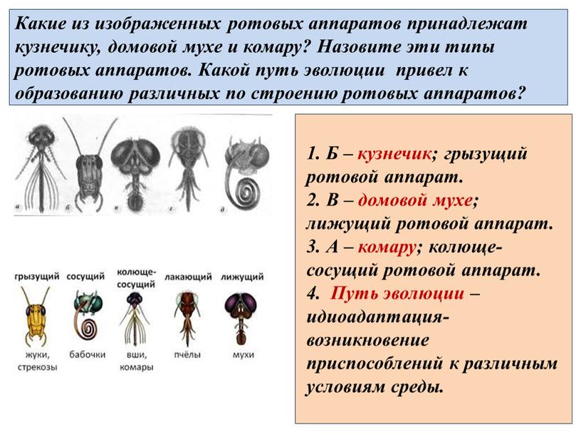 Какие из изображенных ротовых аппаратов принадлежат кузнечику, домовой мухе и комару?