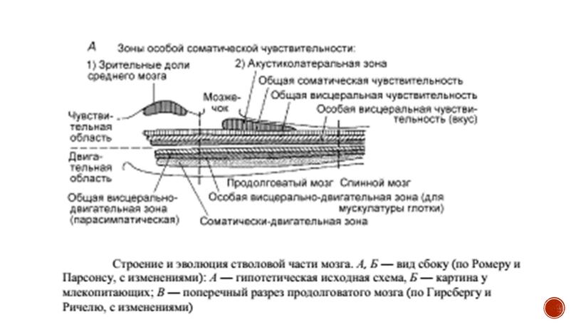 Нервная система позвоночных