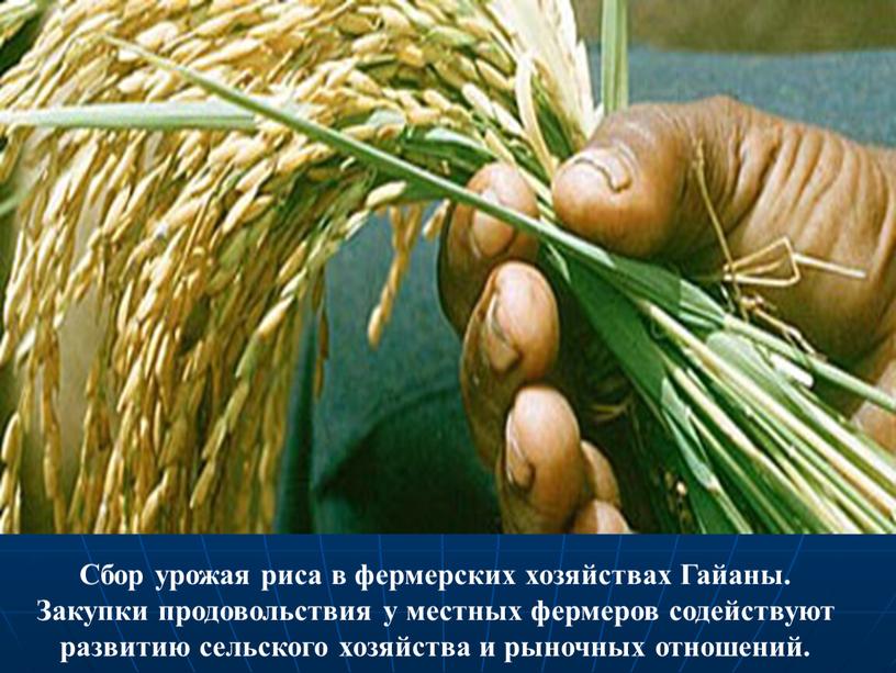 Сбор урожая риса в фермерских хозяйствах