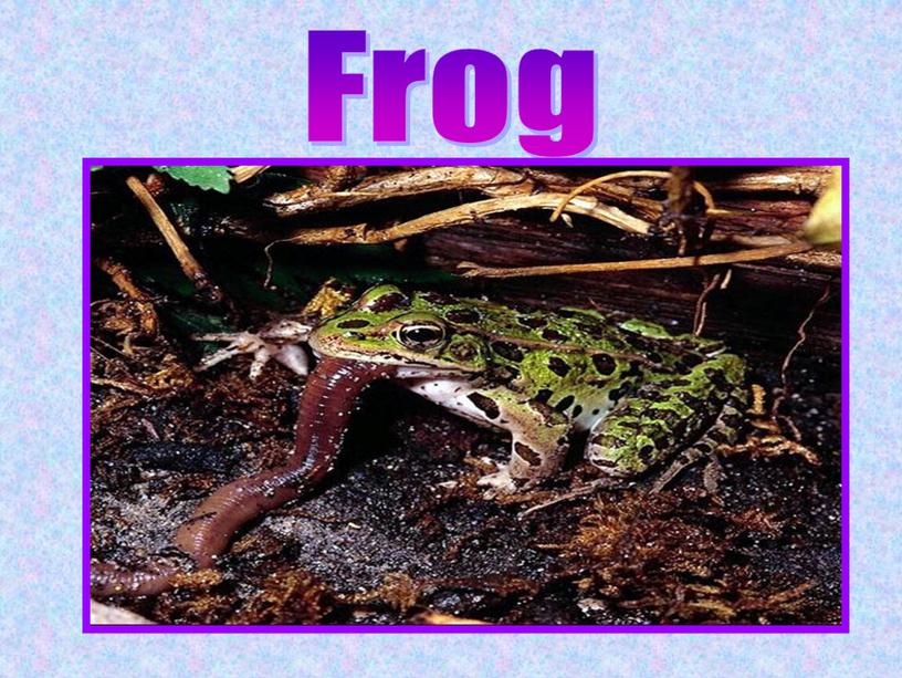 Frog